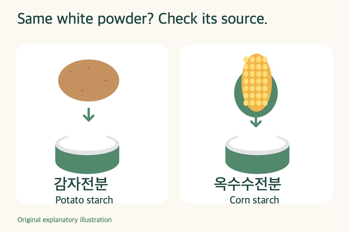 Original illustration of potato and corn sources above bowls of white starch, labelled 감자전분 and 옥수수전분.